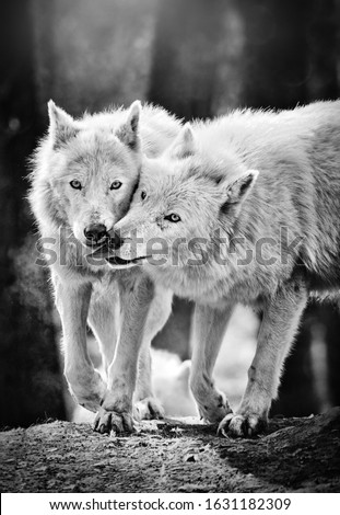 Two arctic wolves (also known as white or polar wolves) touching their snouts. Black and white photo.