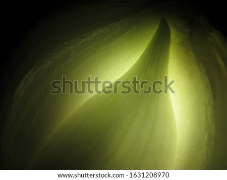 abstract macrophoto of onion on black background
