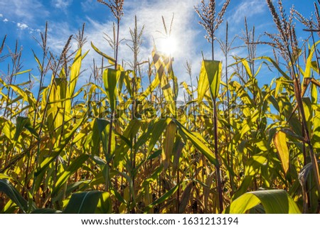 Lying next to the corn stocks on a early warm fall day as the sun streaks through.