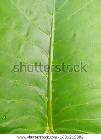 Green Leaf natural background pattern