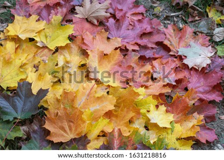 Gradient of autumn leaves of bright colors. Red, yellow and green tones. Bright colors in nature. The beauty of autumn. Background for illustration. Maple leaf symbol of Canada.