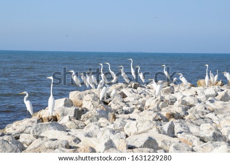 
Shorebirds on the rocks, Cienaga Santa Marta beach
