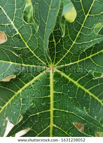 Carica papaya is a tropical and subtropical fruit, Texture Of Papaya Leaves and Small Black Ant on it. the picture is taken from the top view. Perfect for Background.