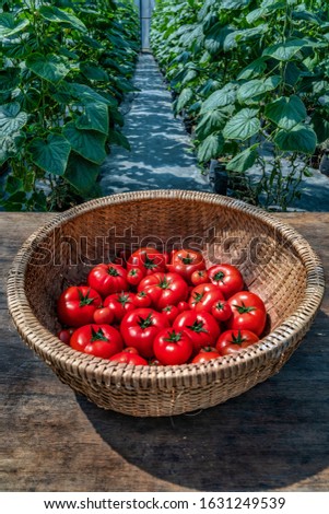 Ca Chua or Tomatoes high quality, Da Lat, Vietnam 