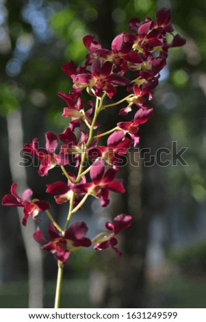 Picture of Orchid Flower in Purple, Single Bouquet