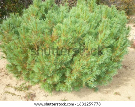 Cedar bush on sandy soil 