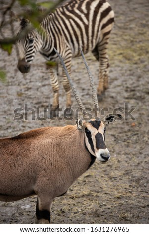  Antelope and Zebra are looking around