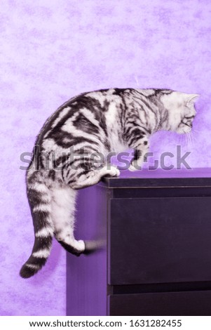 British Shorthair cat (color Blotched tabby) climbing on a bedside table