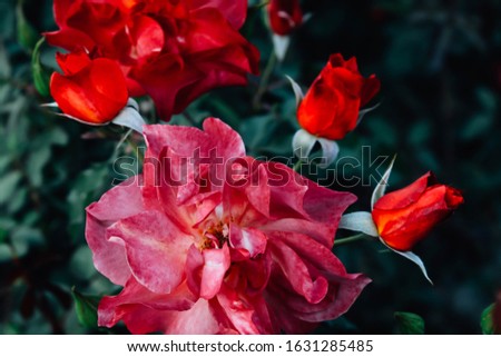 Blooming red roses in the garden