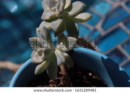 Healthy green potted succulent plant thriving in container garden on sunny day with blue background.