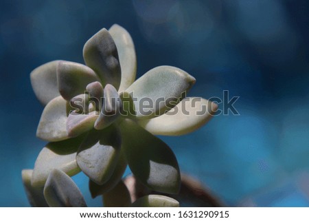 Healthy green succulent plant thriving in container garden on sunny day with blue background.