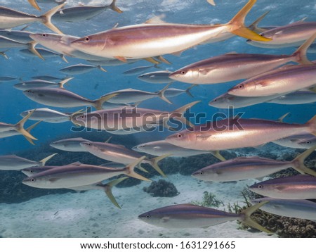 Schooling fish on the great barrier reef
