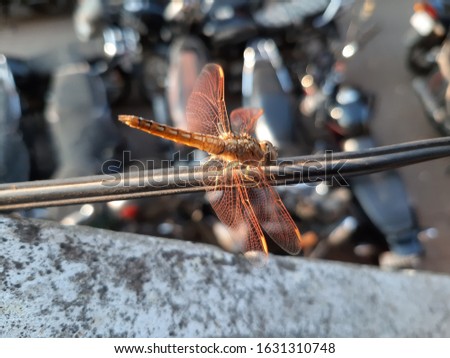 The dragonfly is sitting on the wire. Dragonfly.Dragon fly.