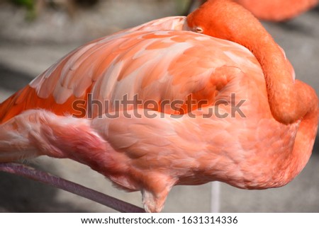 Beautiful and Delicate Pink Flamingo