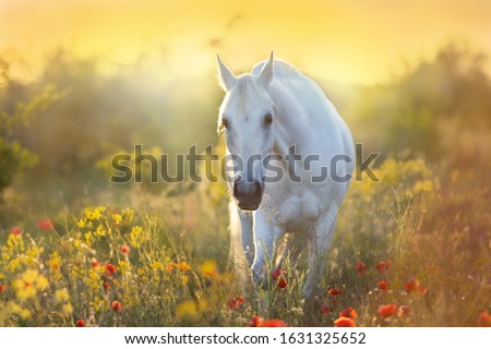 White horse portrait in poppy flowers at sunrise light
