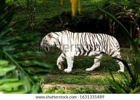 White Siberian tiger walking in the woods.