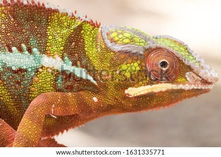 Close Up of Panther Chameleon Furcifer Pardalis - Animal Reptile Photo Series