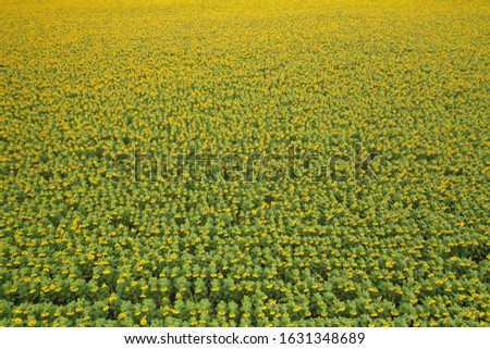 Aerial view of a field of sunflowers