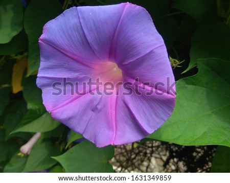 Morning glory flowers are very charming purple