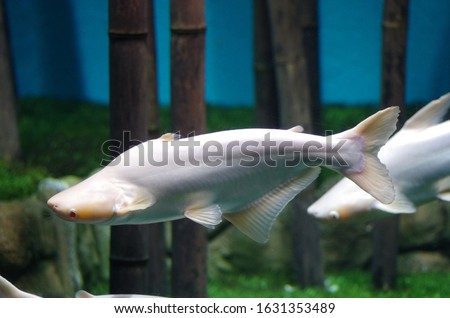 Pangasius hypophthalmus albino in aquarium