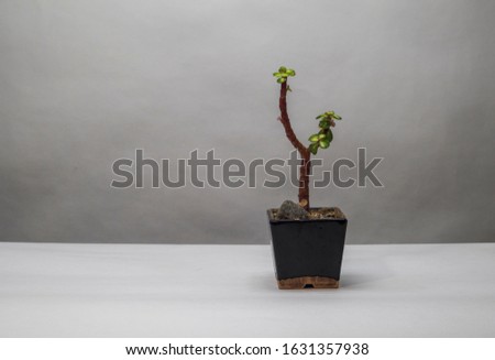 Portulacaria bonsai. Indoor plant. Art photo
