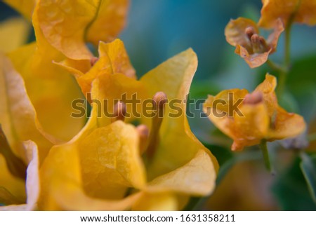 Macro close up photography of yellow paper flowers the stamen,stigma and pistil in the garden cute Bougainvillea paper flowers stock photo.