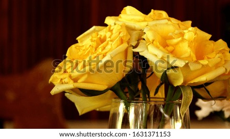 Yellow rose in a glass vase                          