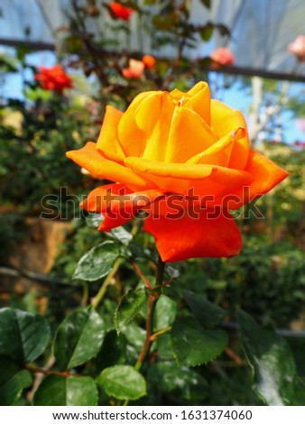 Beautiful orange rose flower is blooming in the garden
