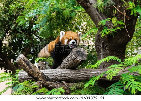 red panda looking for food