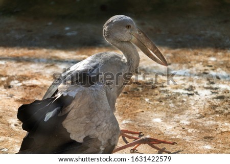 The Asian openbill stork is named such beacuse with age a gap grows between it's mandibles mostly to handle it's main prey snails  Royalty-Free Stock Photo #1631422579