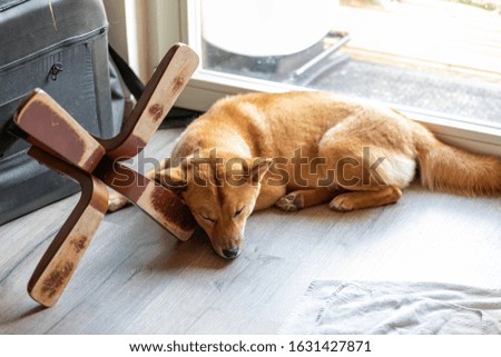 Portrait of a Shiba Inu sleeping in the house, France.