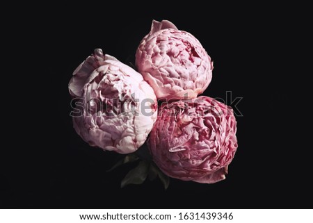 Beautiful fresh peonies on black background. Floral card design with dark vintage effect