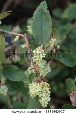 Winter Flowers of an Evergreen Laurel Leaved Currant Shrub (Ribes laurifolium) in a Country Cottage Garden in Rural Devon, England, UK 