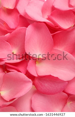 Fresh pink rose petals as background, closeup