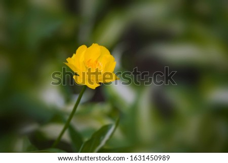 A beautiful yellow flower growing in the meadow among green leaves on a warm sunny day