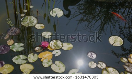 Garden pond with leaves and flower of a pink water lily, ornamental fish and reflection of the sun, bird and coastal plants.