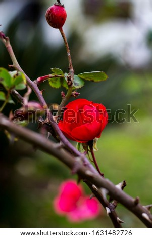 A red rosebud in january.