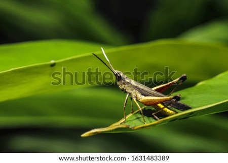 leaf grasshopper. eating insects animals various types of green leaves