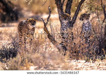 Cheetah with cubs in the Kalahari