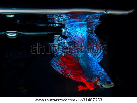 Close up of Blue Betta fish in fish tank. Beautiful Siamese fighting fish gasping air, Betta Fish breathing at the water surface, Reflection of Betta splendens on black background.
