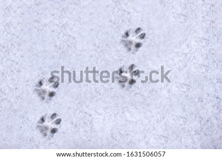 Interesting abstract white background with footprints of a cat or dog paws on the snow. Care for pets in the winter, in cold weather.