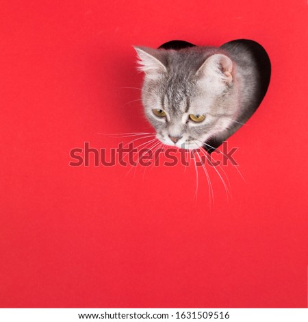 Gray cat peeps out of hole in the shape of a heart on red background. Valentine's Day concept, greeting card, print, commercial, poster. Copy space.