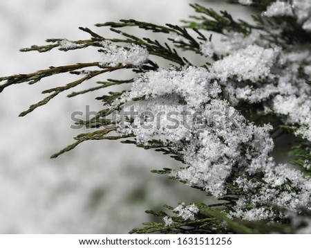 Isolated branch of decorative juniper with lush snow in the garden closeup. Picture of an evergreen coniferous plant with snowflakes for landscape design. Winter environment.