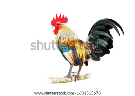 Bantam chickens are popular, raising parties, Chicken Crow, white background.