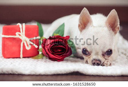 Close up image of white short hair Chihuahua dog lying on white cloth with red rose and red gift box, Valentine's day,anniversary concept.selective focus on dog's eyes