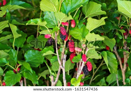 Mulberry (Morus nigra) with fresh organic edible ripe fruit has red ,dark purple color is deciduous tree use in consumption as nutritional supplement ,is species of flowering plant in family Moraceae