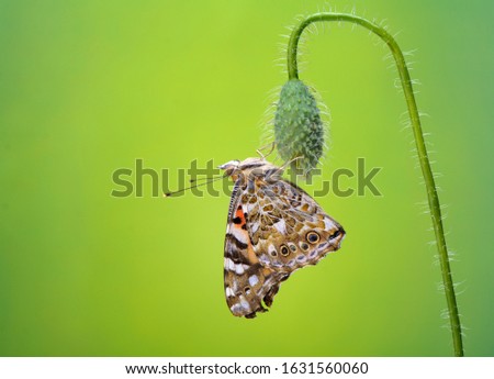 A butterfly species of Cosmopolitan or Painted Lady sits on a wild poppy on a minimalist background in green color. The image of the butterfly is in a minimalist style.