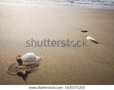 Shells on the beach background