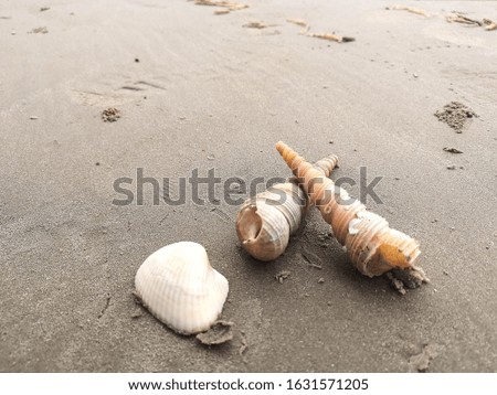 Shells on the beach background