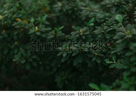 texture of green leaves and tropical herbs
